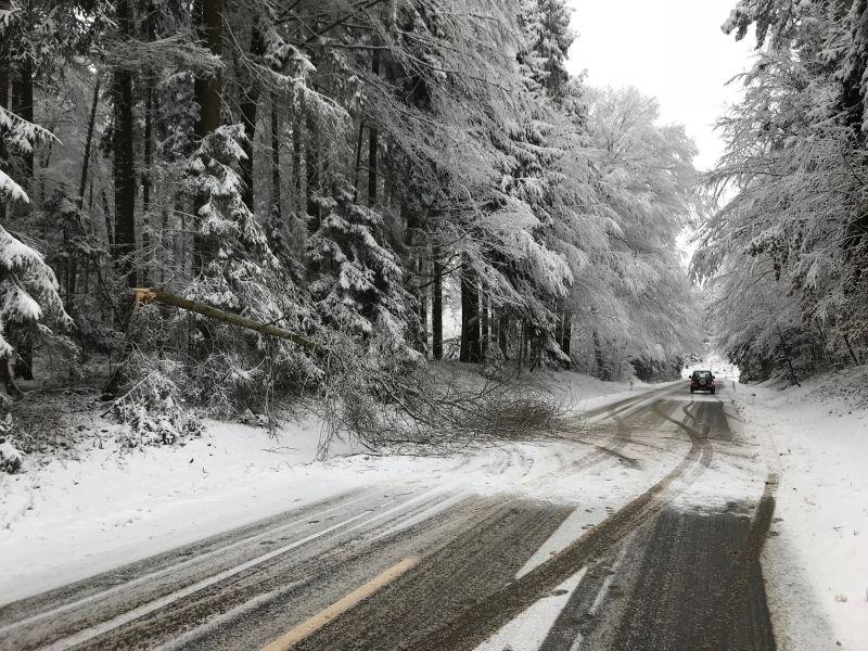 THL - Sturm/Schneebruch THL - Sturm/Schneebruch